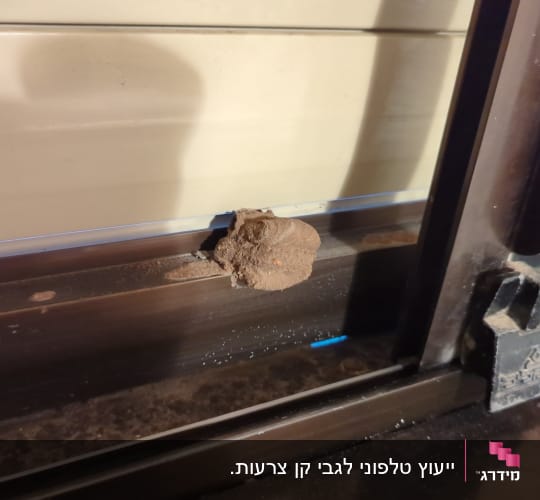 קן צרעות על מסגרת חלון מתכת